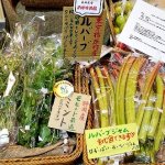 築地米金　青果店　八百屋　野菜　ハーブ　田沢農園　ルバーブ　ミント　イエルバブエナミント