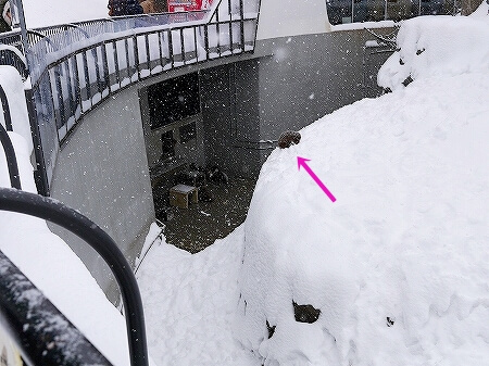 札幌円山動物園　北海道　冬　雪　サル