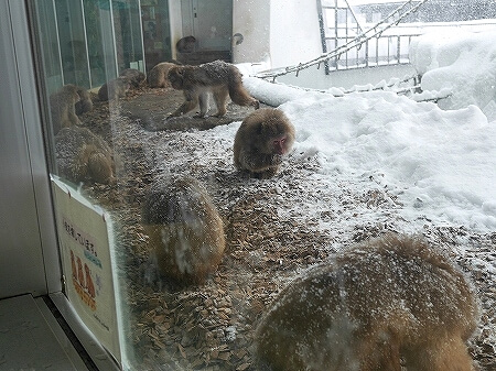 札幌円山動物園　北海道　冬　雪　サル