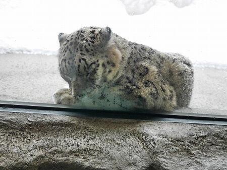 札幌円山動物園　北海道　冬　雪　ユキヒョウ