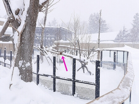 札幌円山動物園　北海道　冬　雪