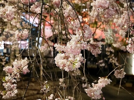 上野公園　散り始め　夜桜　お花見　2022年4月　上野恩賜公園　ブログ　しだれ桜