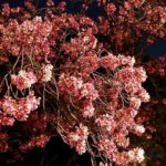上野公園　散り始め　夜桜　お花見　2022年4月　上野恩賜公園　ブログ