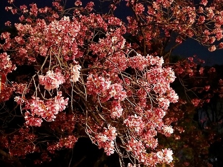 上野公園　散り始め　夜桜　お花見　2022年4月　上野恩賜公園　ブログ