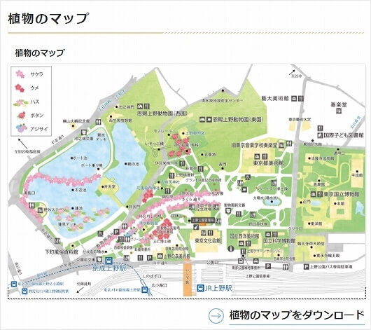 上野公園　散り始め　夜桜　お花見　2022年4月　上野恩賜公園　ブログ　地図　桜マップ　植物マップ