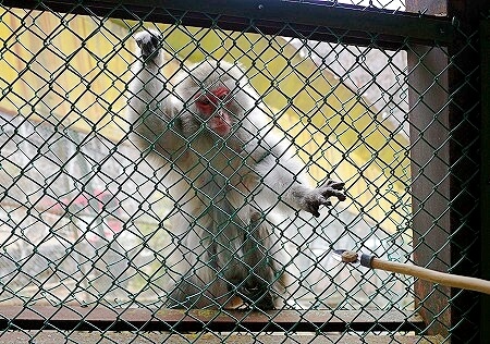 鬼怒川温泉ロープウェイのおさるの山の猿へのエサやり