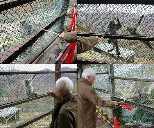 鬼怒川温泉ロープウェイの頂上のおさるの山で猿にエサやり