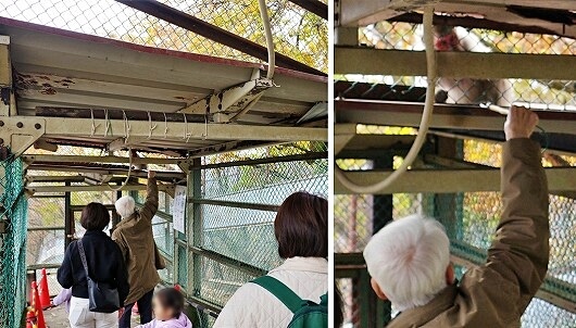 鬼怒川温泉ロープウェイの頂上のおさるの山で猿にエサやり