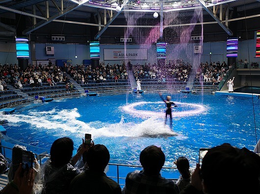 「マクセルアクアパーク品川」のデイバージョンのイルカショー、ドルフィンパフォーマンス