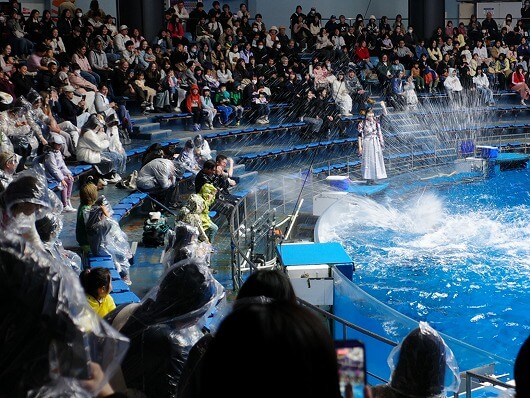 「マクセルアクアパーク品川」のイルカショーの水しぶき（ドルフィンパフォーマンス）