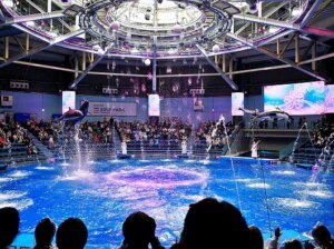 「マクセルアクアパーク品川」のデイバージョンのイルカショー、ドルフィンパフォーマンス