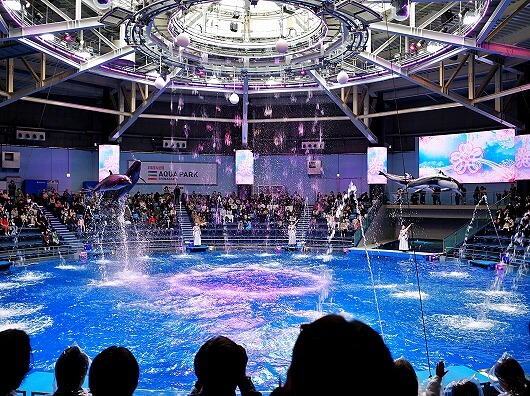 「マクセルアクアパーク品川」のデイバージョンのイルカショー、ドルフィンパフォーマンス