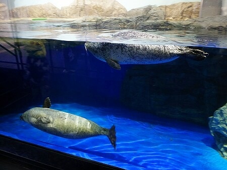 「マクセルアクアパーク品川」のあざらし