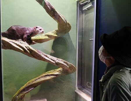 「マクセルアクアパーク品川」のカワウソ