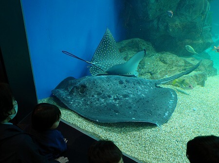 「マクセルアクアパーク品川」のエイ