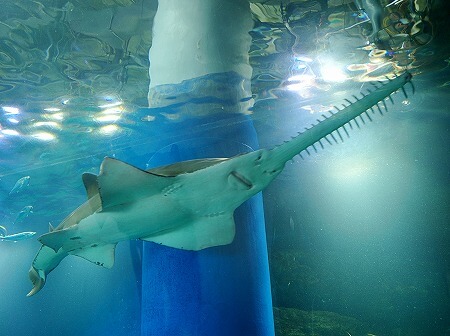 「マクセルアクアパーク品川」のノコギリエイ