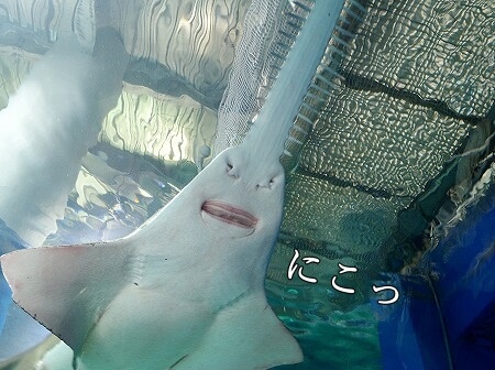 「マクセルアクアパーク品川」のノコギリエイ