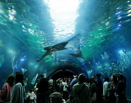 「マクセルアクアパーク品川」の海中トンネル、ワンダーチューブ