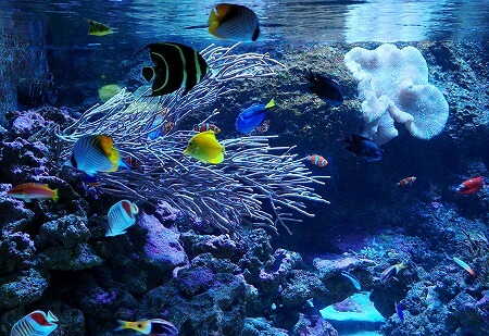 「マクセルアクアパーク品川」の熱帯魚
