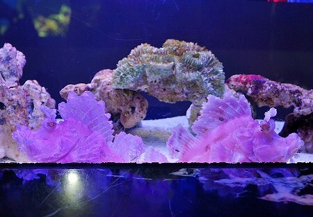 「マクセルアクアパーク品川」のホウセキカサゴ