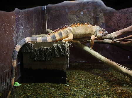 「マクセルアクアパーク品川」のグリーンイグアナ