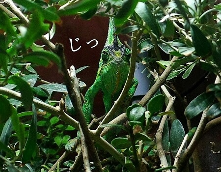 「マクセルアクアパーク品川」のエボシカメレオン