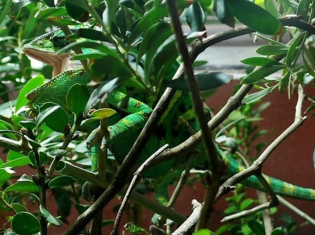 「マクセルアクアパーク品川」のエボシカメレオン