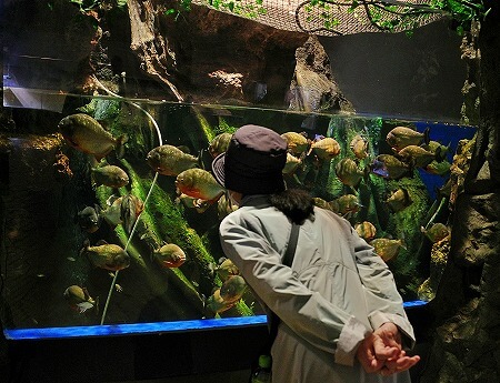 「マクセルアクアパーク品川」のピラニア・ナッテリー