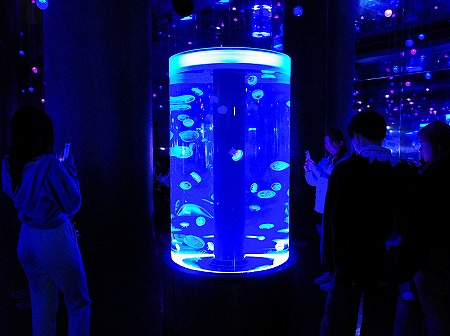 「マクセルアクアパーク品川」のクラゲ