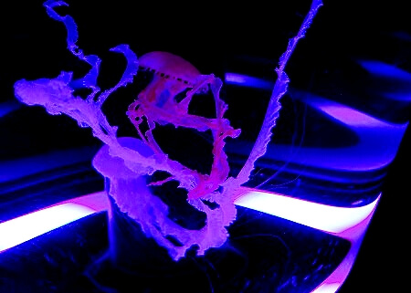 「マクセルアクアパーク品川」のクラゲ