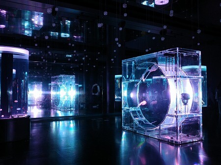 「マクセルアクアパーク品川」のクラゲ