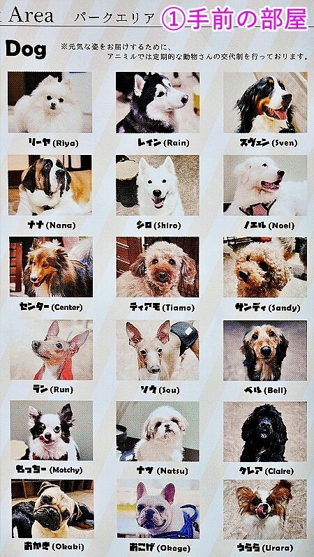 「アニミルお台場店」で会える動物・犬
