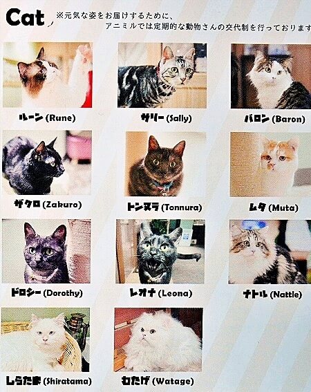 「アニミルお台場店」で会える動物・猫