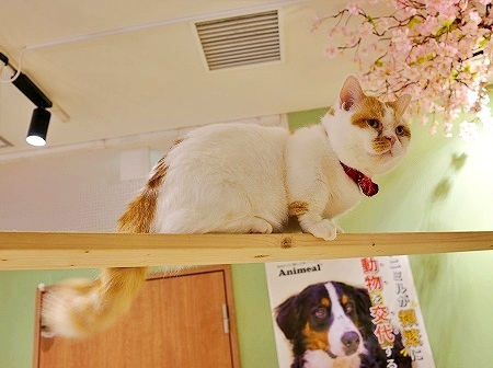 「アニミルお台場店」の猫