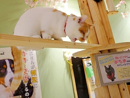 「アニミルお台場店」の猫