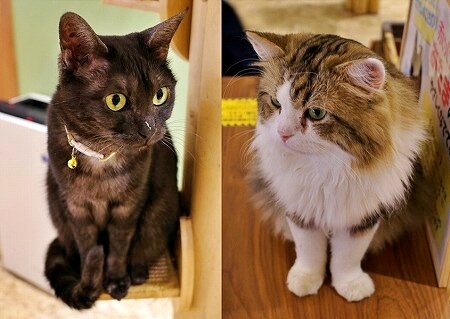 「アニミルお台場店」の猫