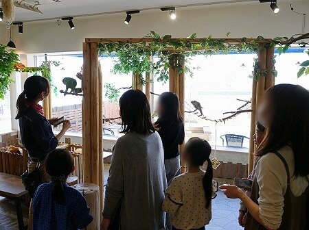 「アニミルお台場」のスタッフによる鳥の説明