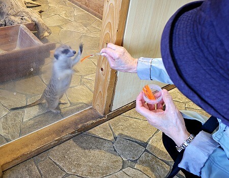 「アニミルお台場店」のミーアキャットへのエサやり