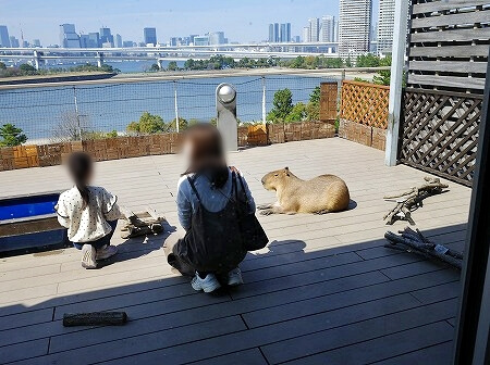「アニミルお台場店」のテラスエリアのカピバラ