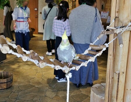 「アニミルお台場店」の鳥