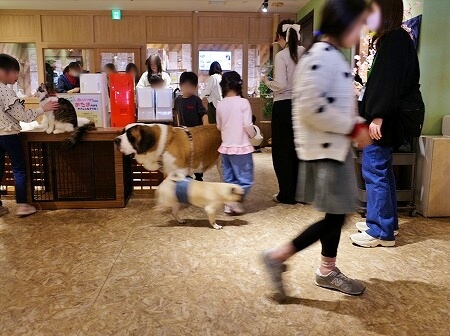 「アニミルお台場店」の店内、パークエリア