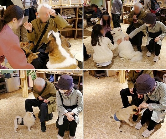 「アニミルお台場店」での犬とのふれあい