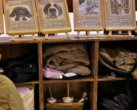 「アニミルお台場」の犬の紹介