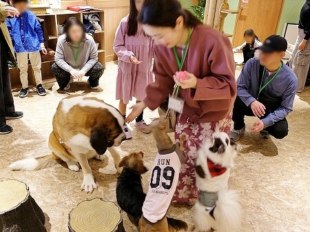 「アニミルお台場店」で犬にプレミアムおやつをあげているところ