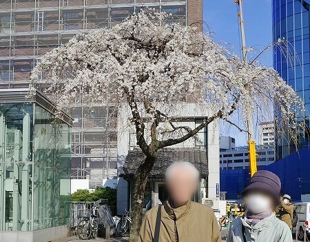 「日本橋クルーズ」の乗り場そばの桜の木