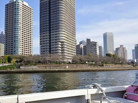 石川島公園の、まだ咲いていない桜