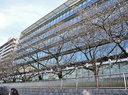 「日本橋クルーズ」の「桜お花見クルーズ」で通った大横川の一分咲きの桜
