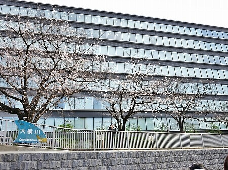 「日本橋クルーズ」の「桜お花見クルーズ」で通った大横川の一分咲きの桜